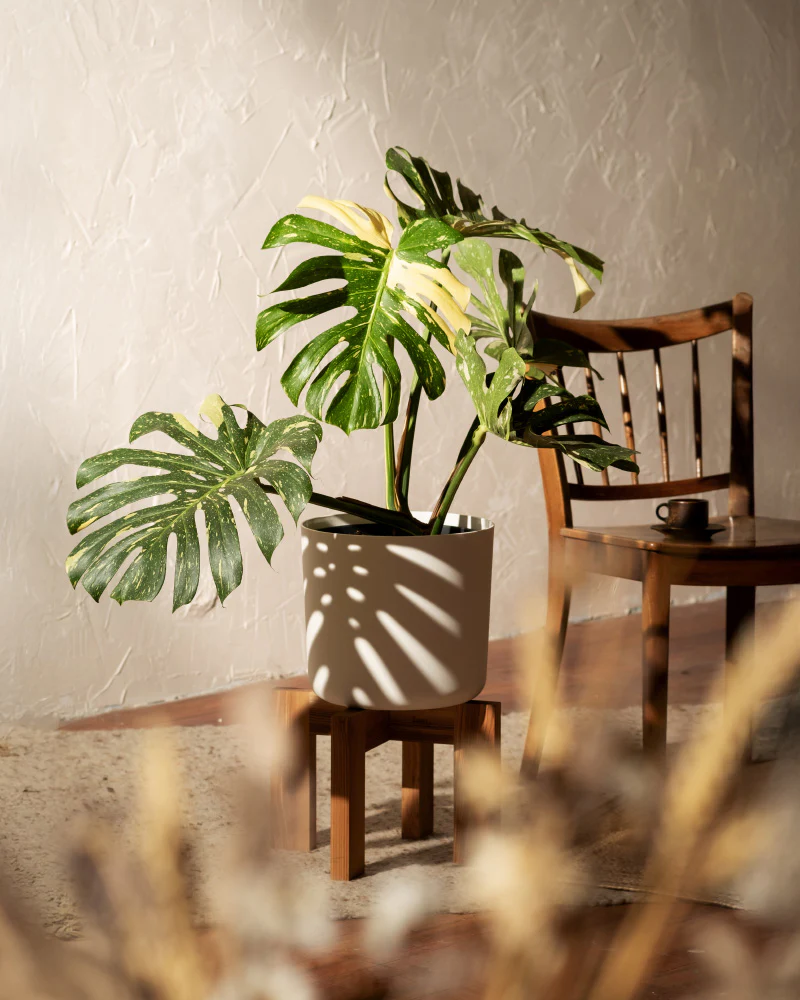 Monstera deliciosa 'Thai Constellation' - Image 4