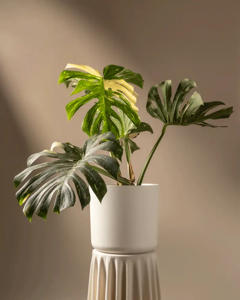 Monstera deliciosa 'Thai Constellation' - Image 5
