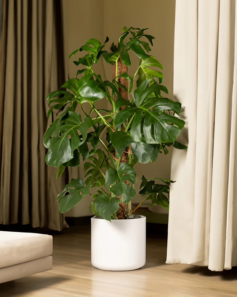 Monstera XL - Image 10