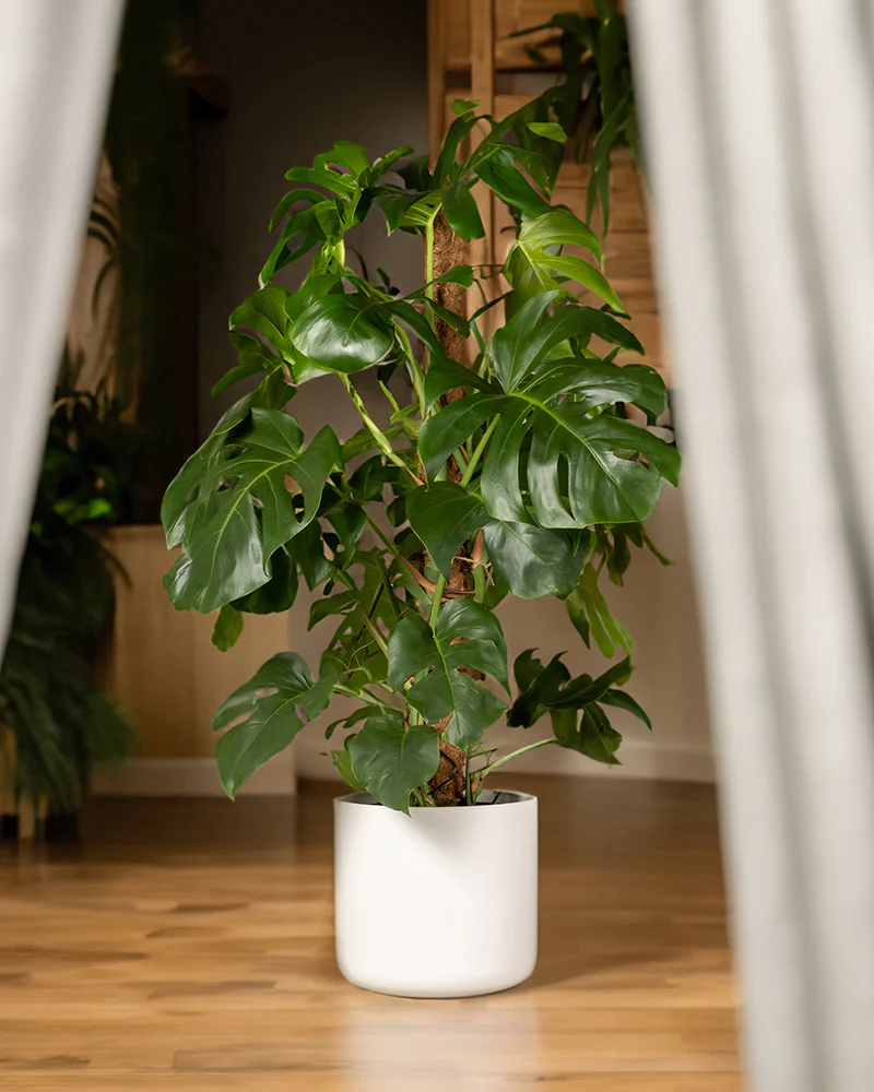 Monstera XL - Image 11