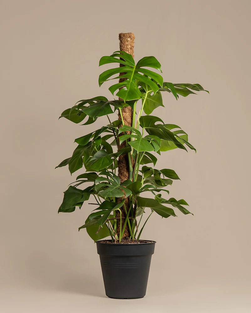 Monstera XL - Image 3