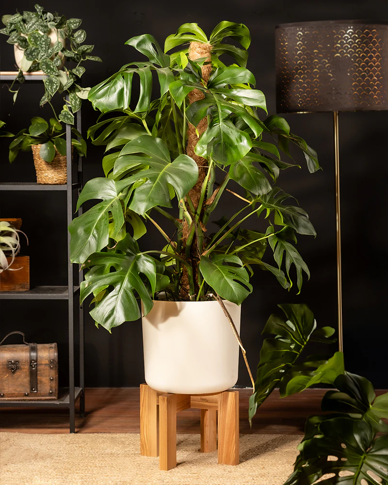 Monstera XL - Image 4