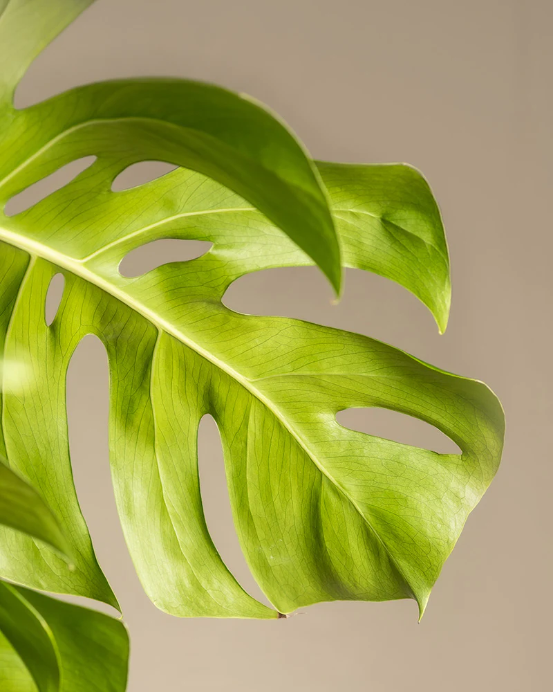 Monstera XL - Image 5