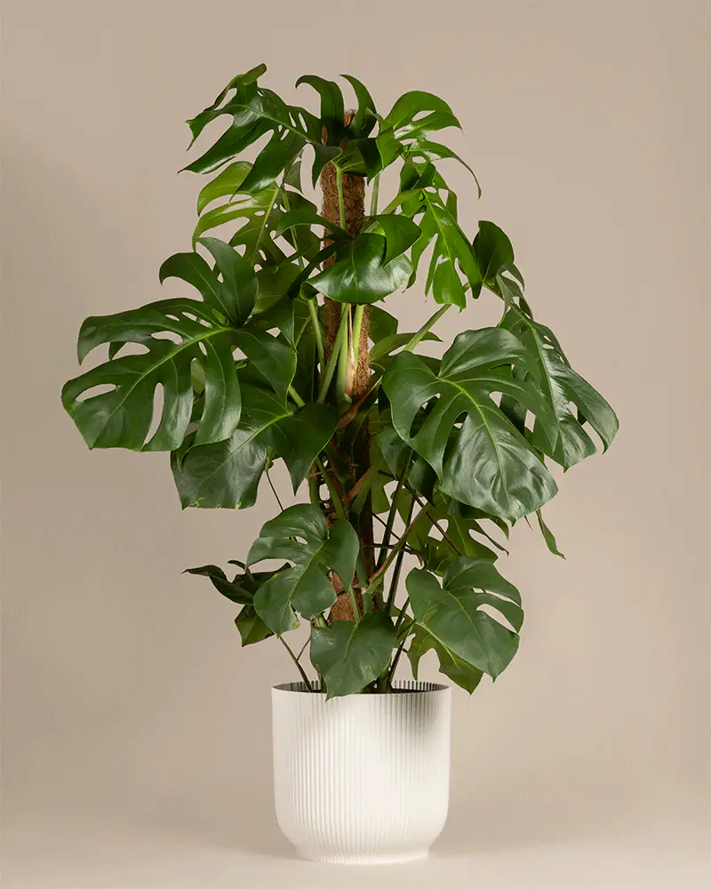 Monstera XL - Image 6