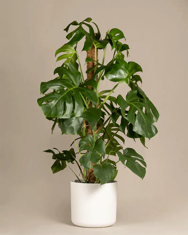 Monstera XL - Image 7