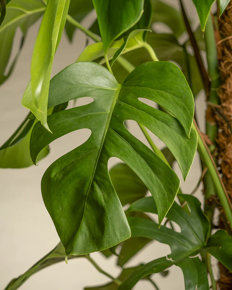 Monstera XL - Image 8