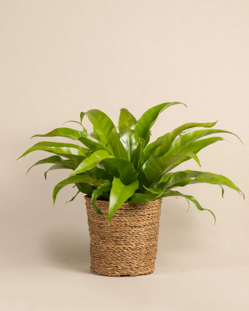 Nestfarn - Image 7