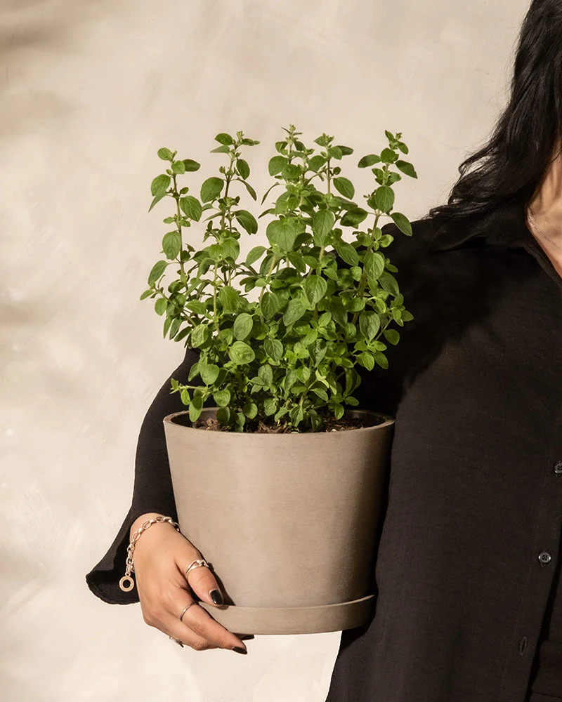 Oregano