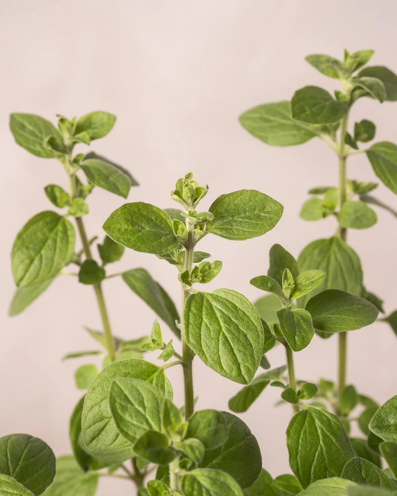 Oregano - Image 2