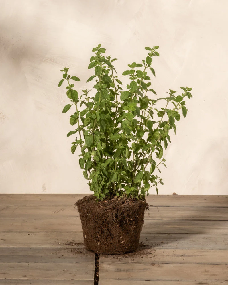 Oregano - Image 3