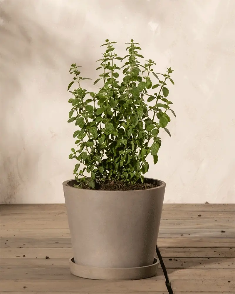 Oregano - Image 4