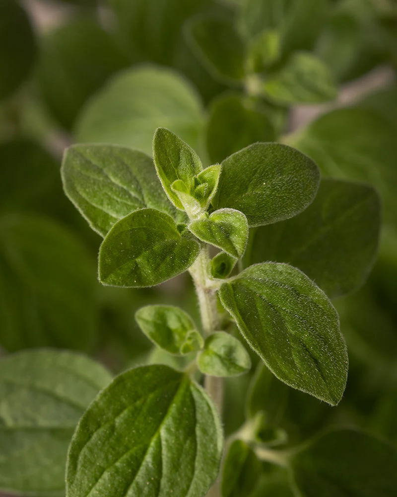Oregano - Image 5