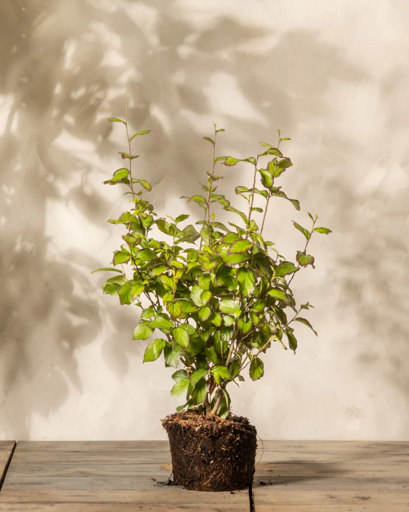 Parrotia persica - Image 3