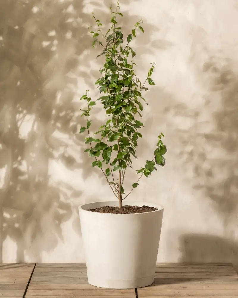 Parrotia persica - Image 5