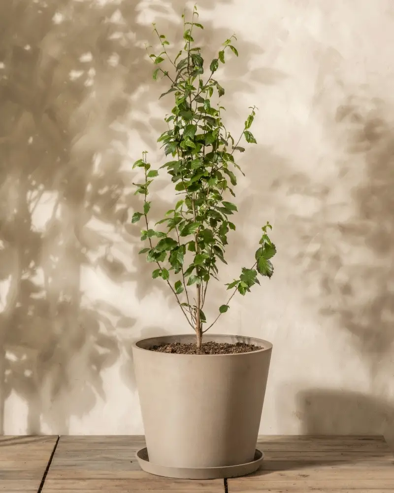 Parrotia persica - Image 6