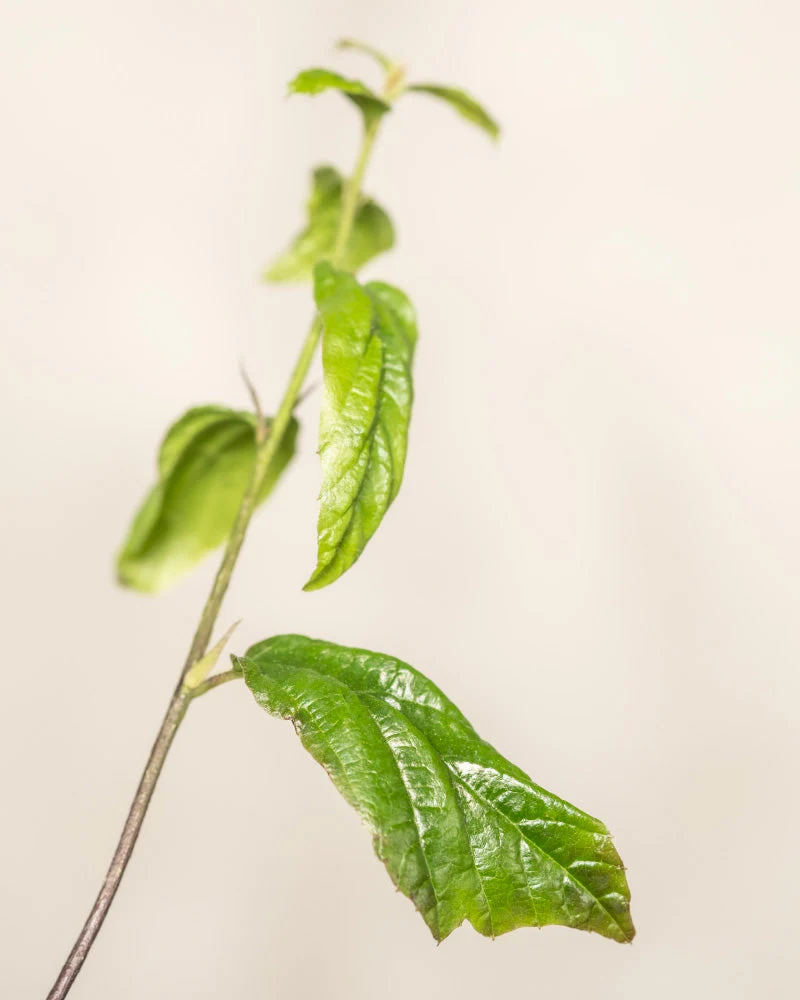 Parrotia persica - Image 7