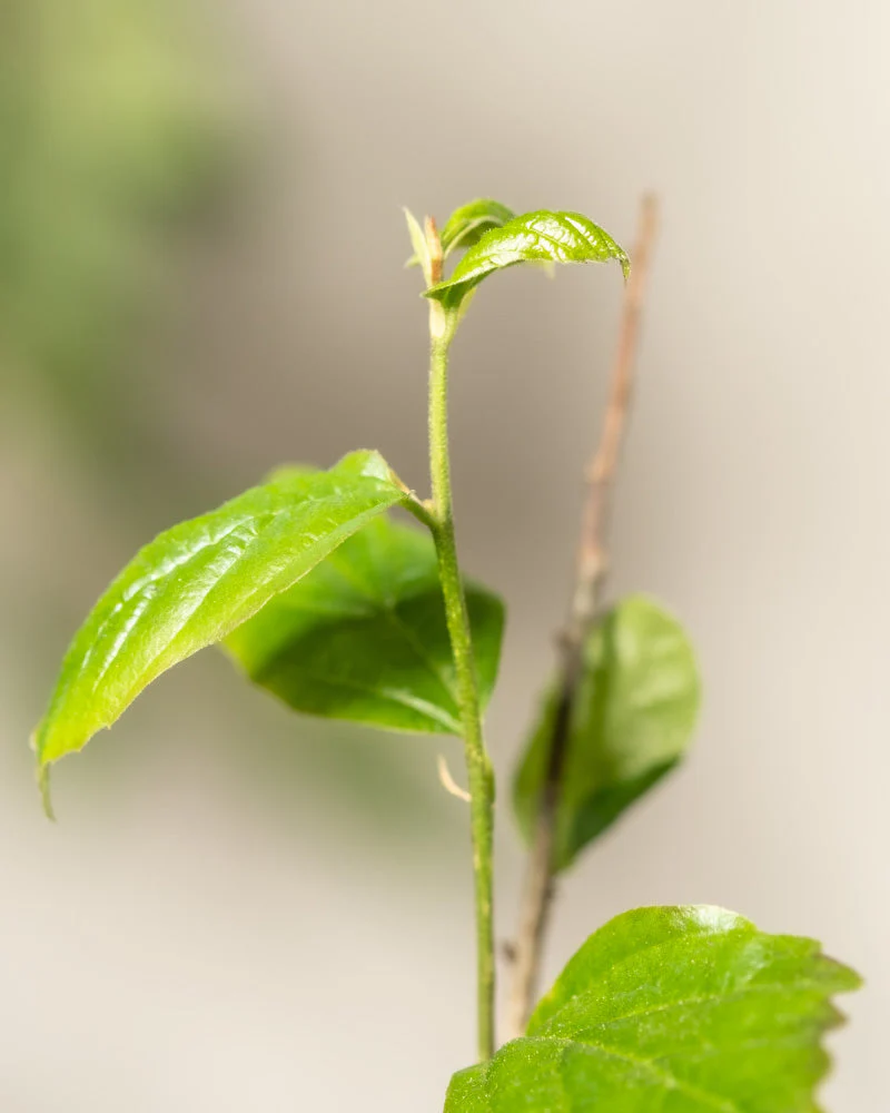 Parrotia persica - Image 8