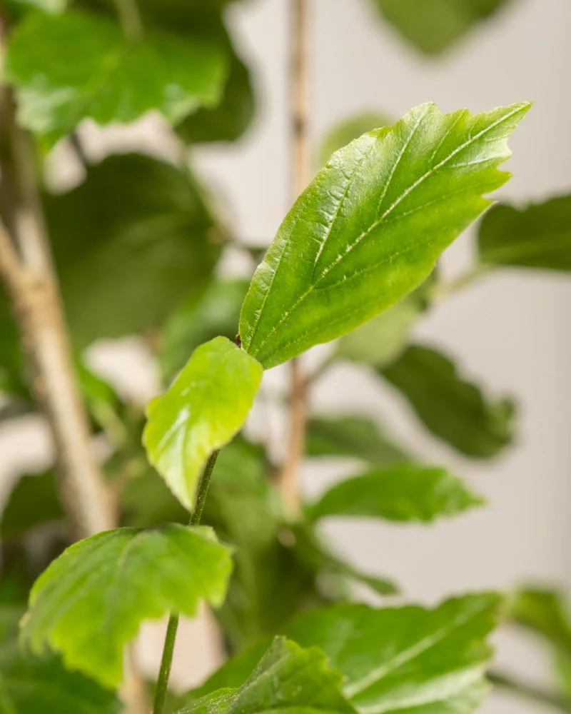 Parrotia persica - Image 9