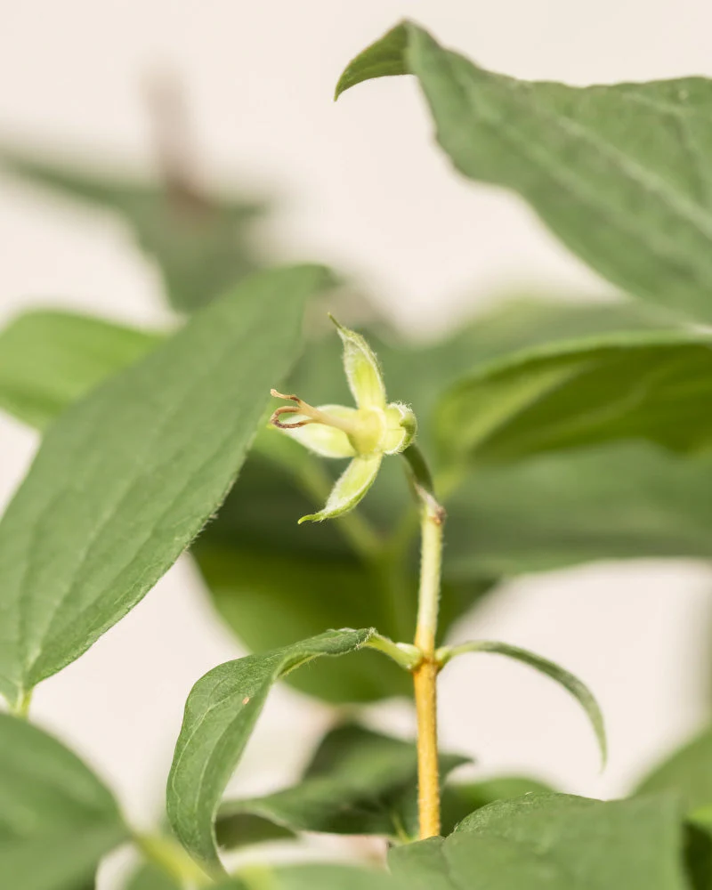 Pfeifenstrauch 'Snowbelle' - Image 8