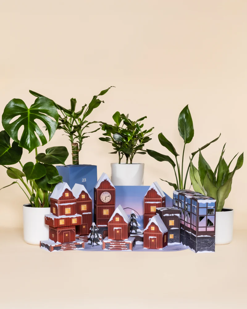 Pflanzen Adventskalender (Dschungel-Version) - Image 10