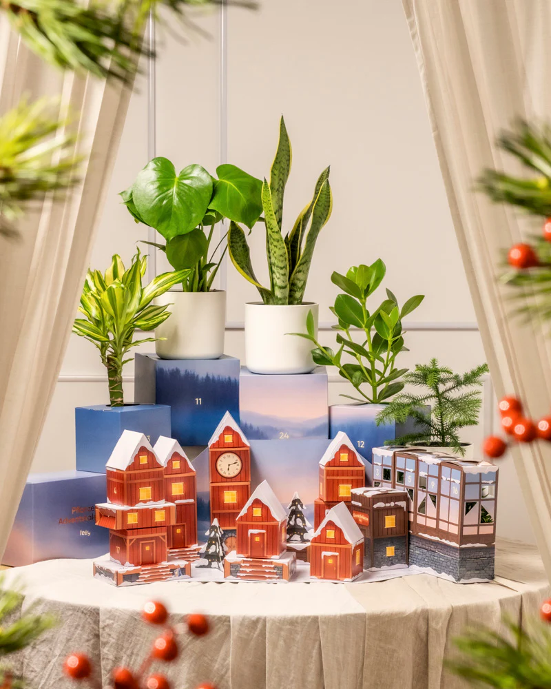 Pflanzen Adventskalender (Dschungel-Version) - Image 11