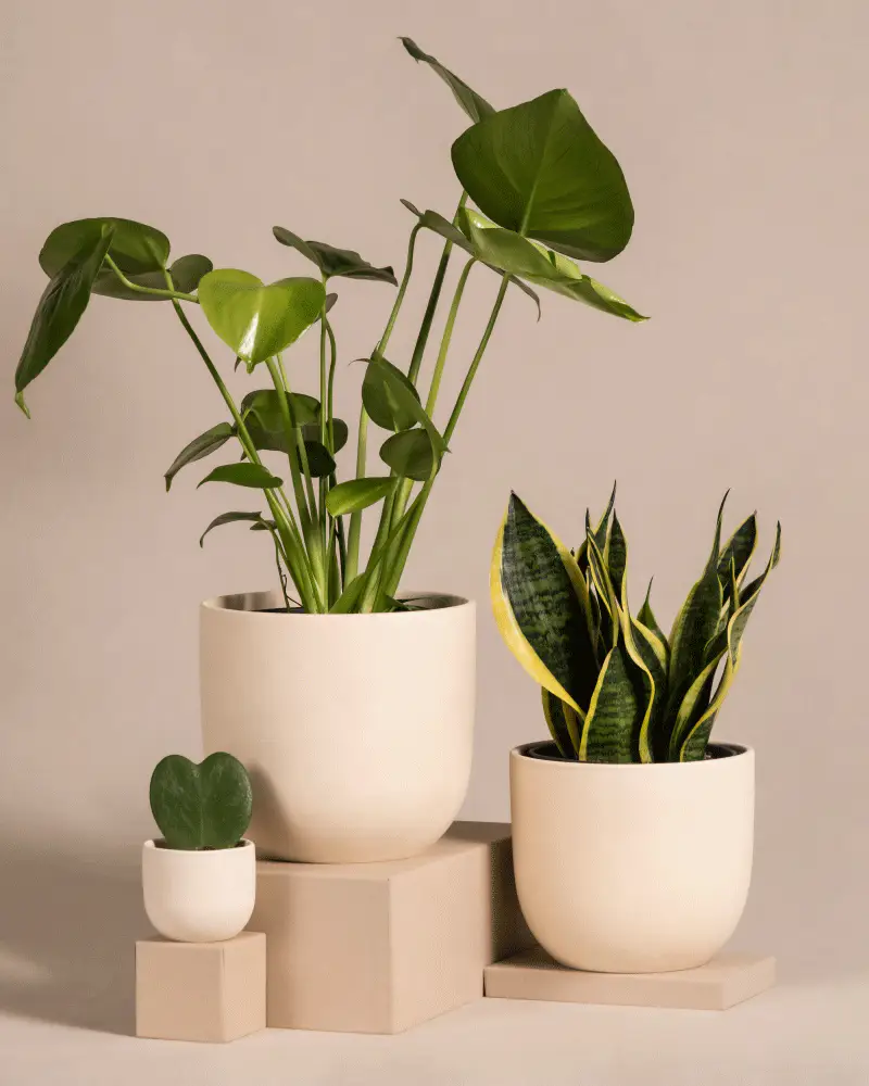 Pflanzen-Bestseller-Trio - Image 6