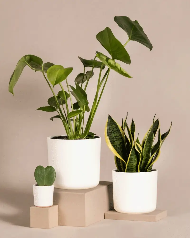 Pflanzen-Bestseller-Trio - Image 7