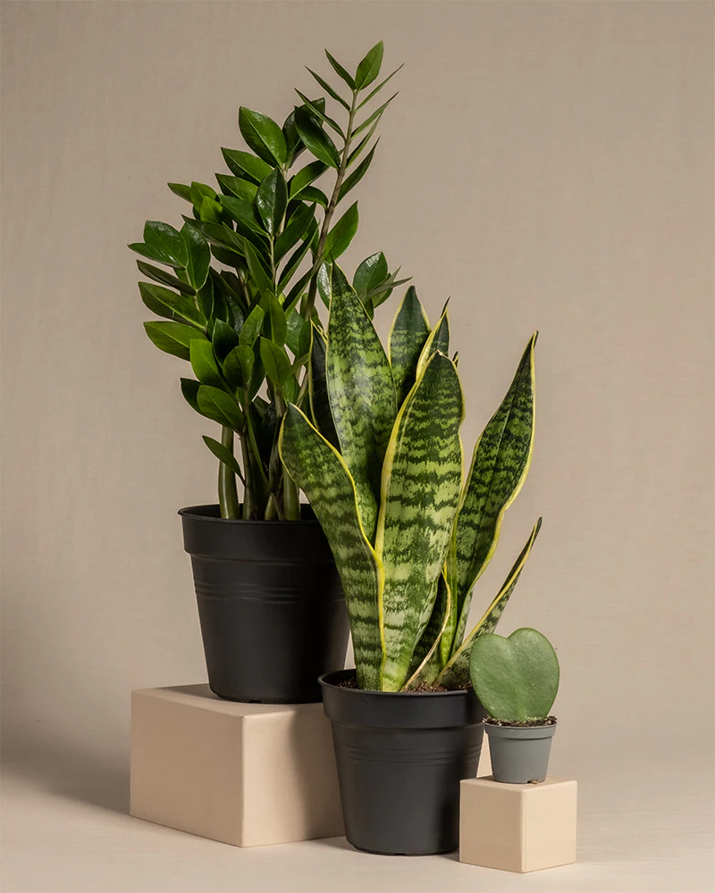 Trio für den farblosen Daumen - Image 3