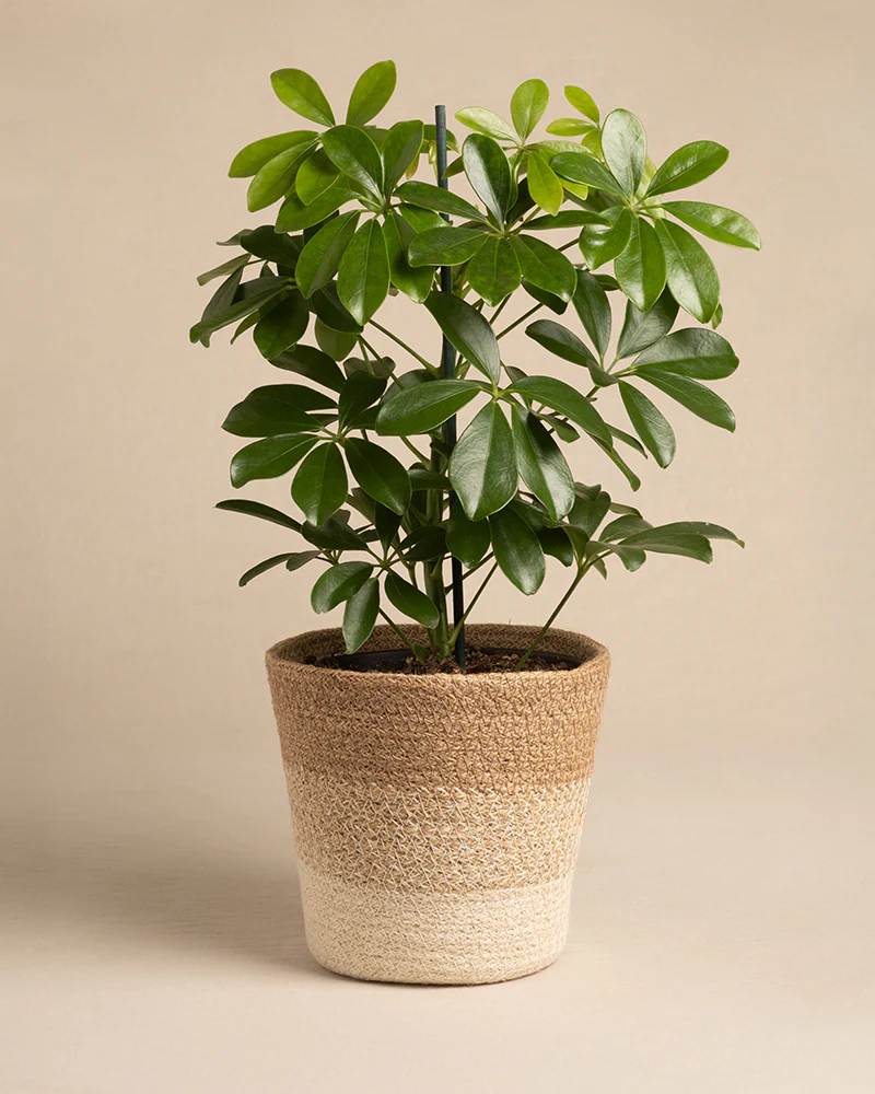 Pflanzenkorb aus Jute (Lapis | 16 cm ⌀) - Image 6