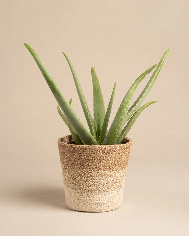 Pflanzenkorb aus Jute (Lapis | 16 cm ⌀) - Image 7
