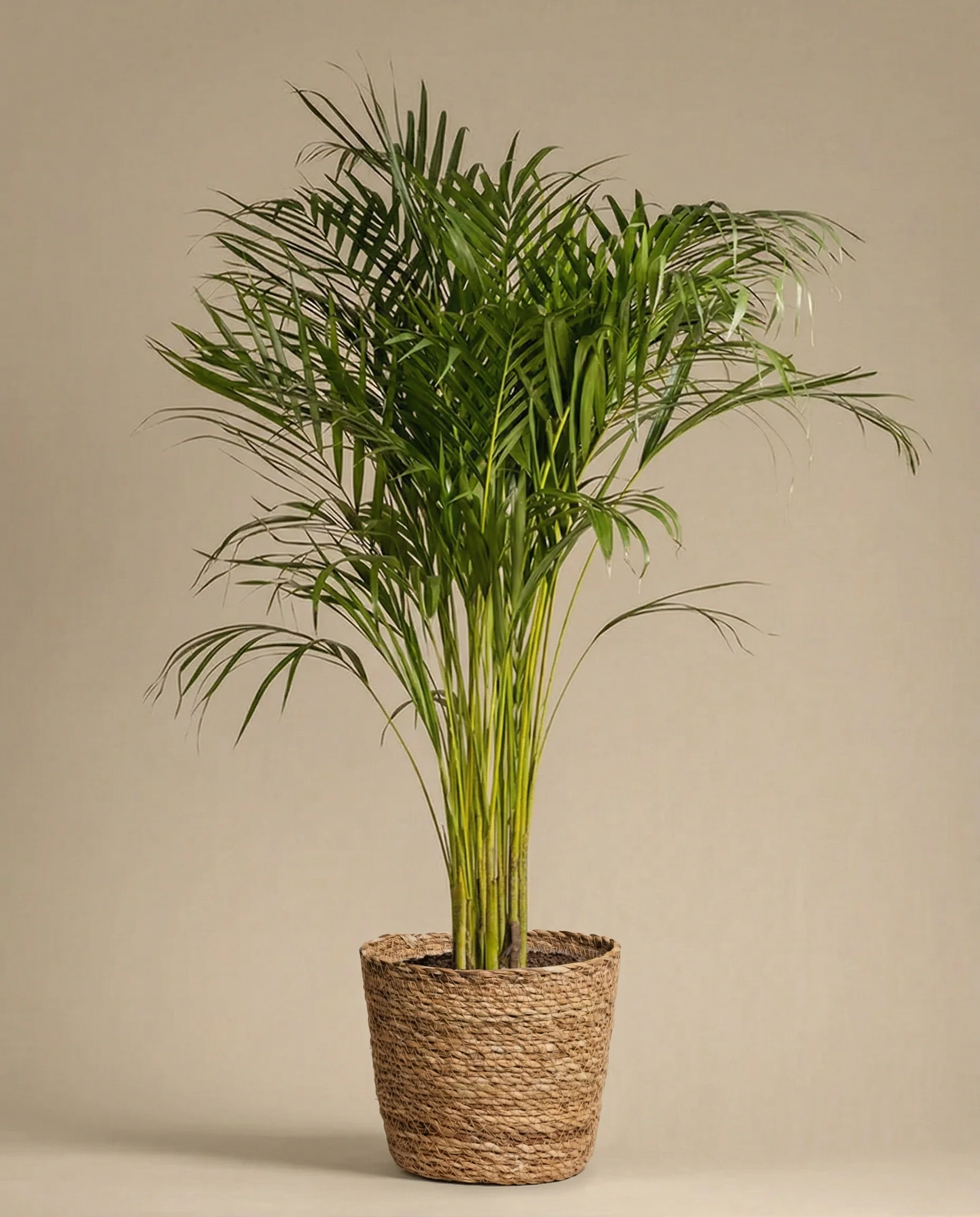 Pflanzkorb aus Seegras (Kesat | 30 cm ⌀) - Image 5