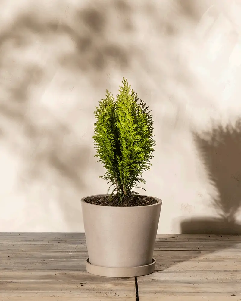 Kunststoff Pflanzkübel (Amsterdam | 20 cm ⌀) - Image 14