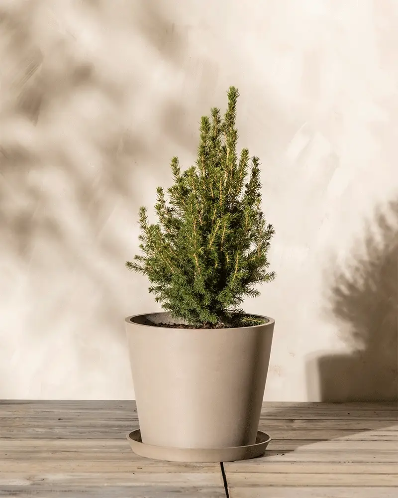 Kunststoff Pflanzkübel (Amsterdam | 40 cm ⌀) - Image 9