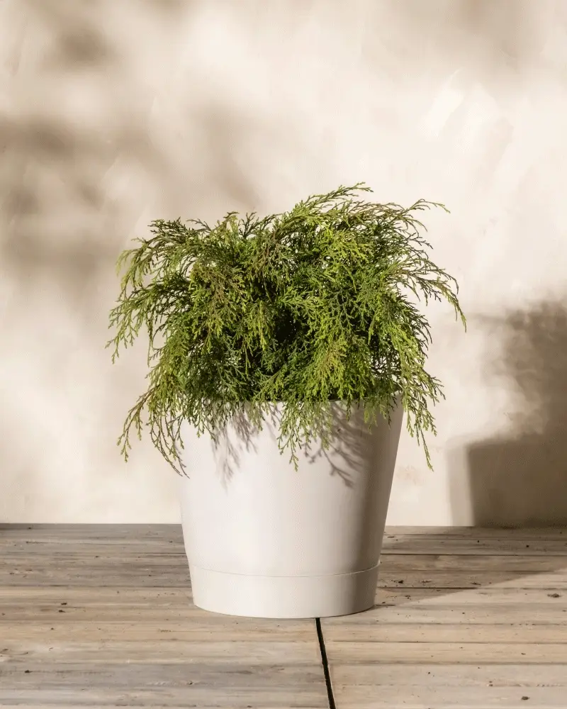 Kunststoff Pflanzkübel (Venice | 30 cm ⌀) - Image 9