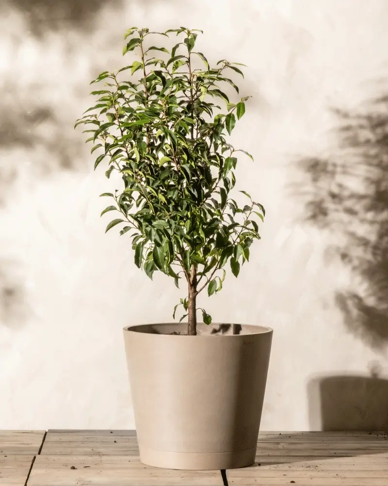 Kunststoff Pflanzkübel (Venice | 40 cm ⌀) - Image 6