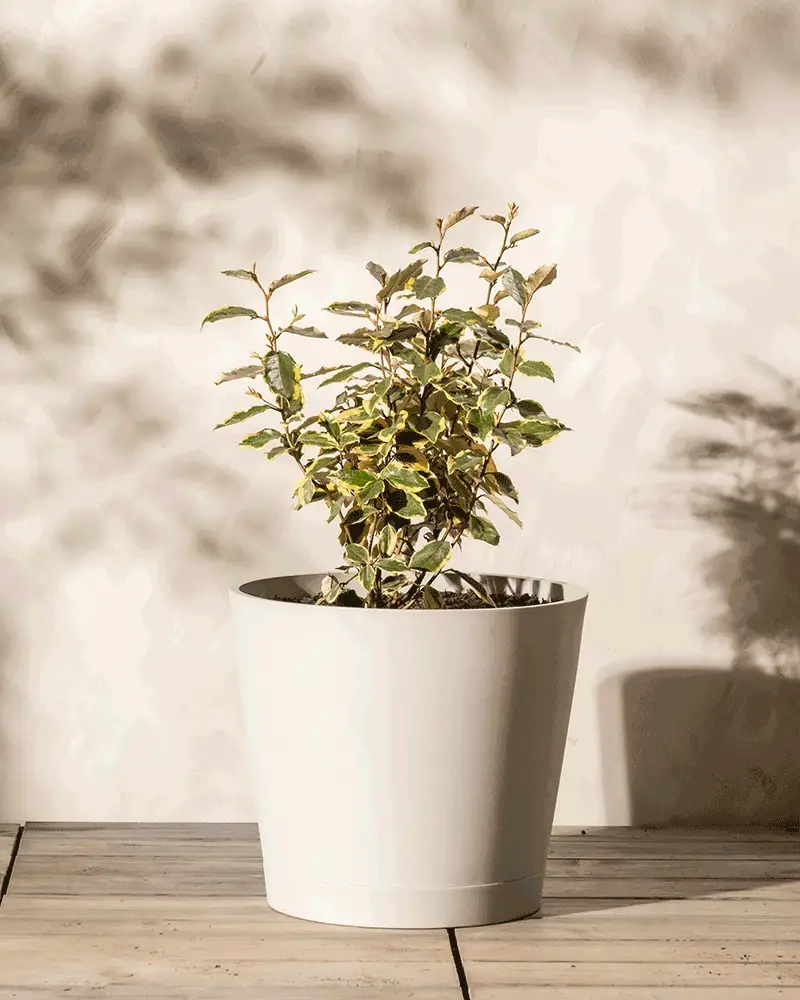 Kunststoff Pflanzkübel (Venice | 40 cm ⌀) - Image 7