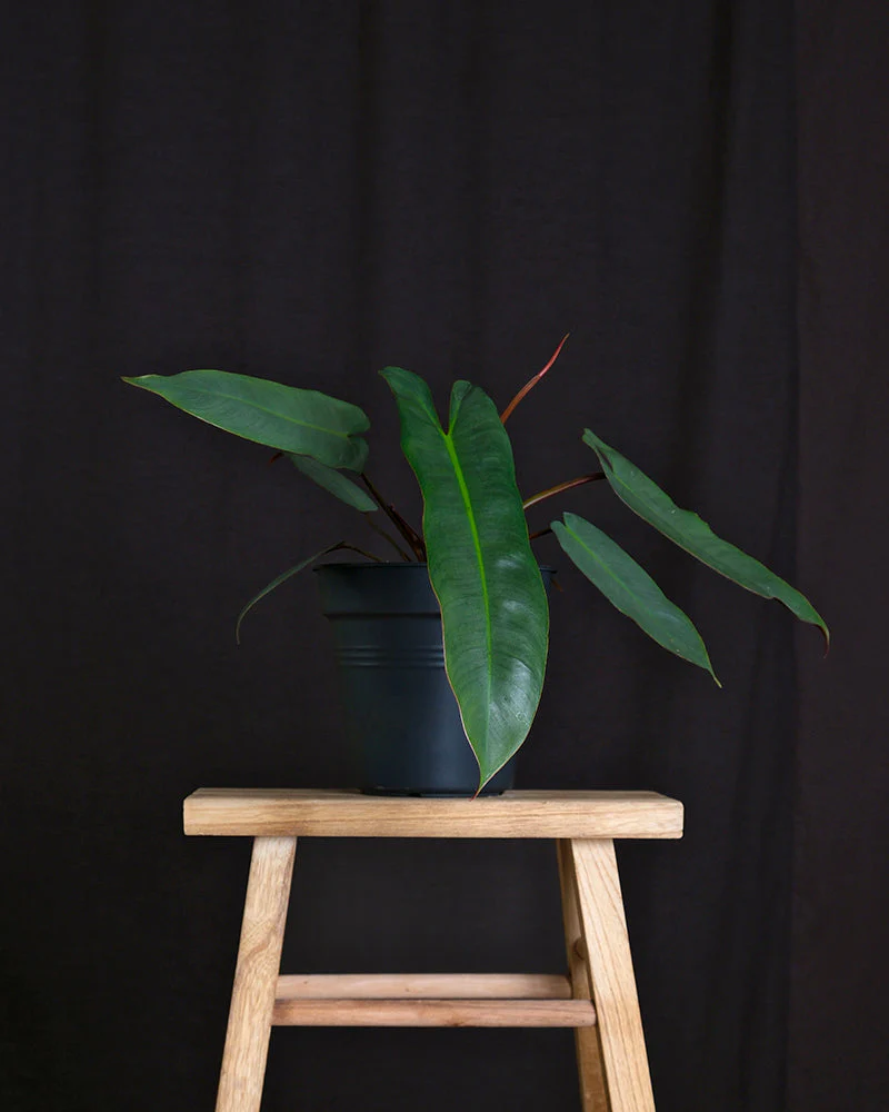 Philodendron atabapoense - Image 3