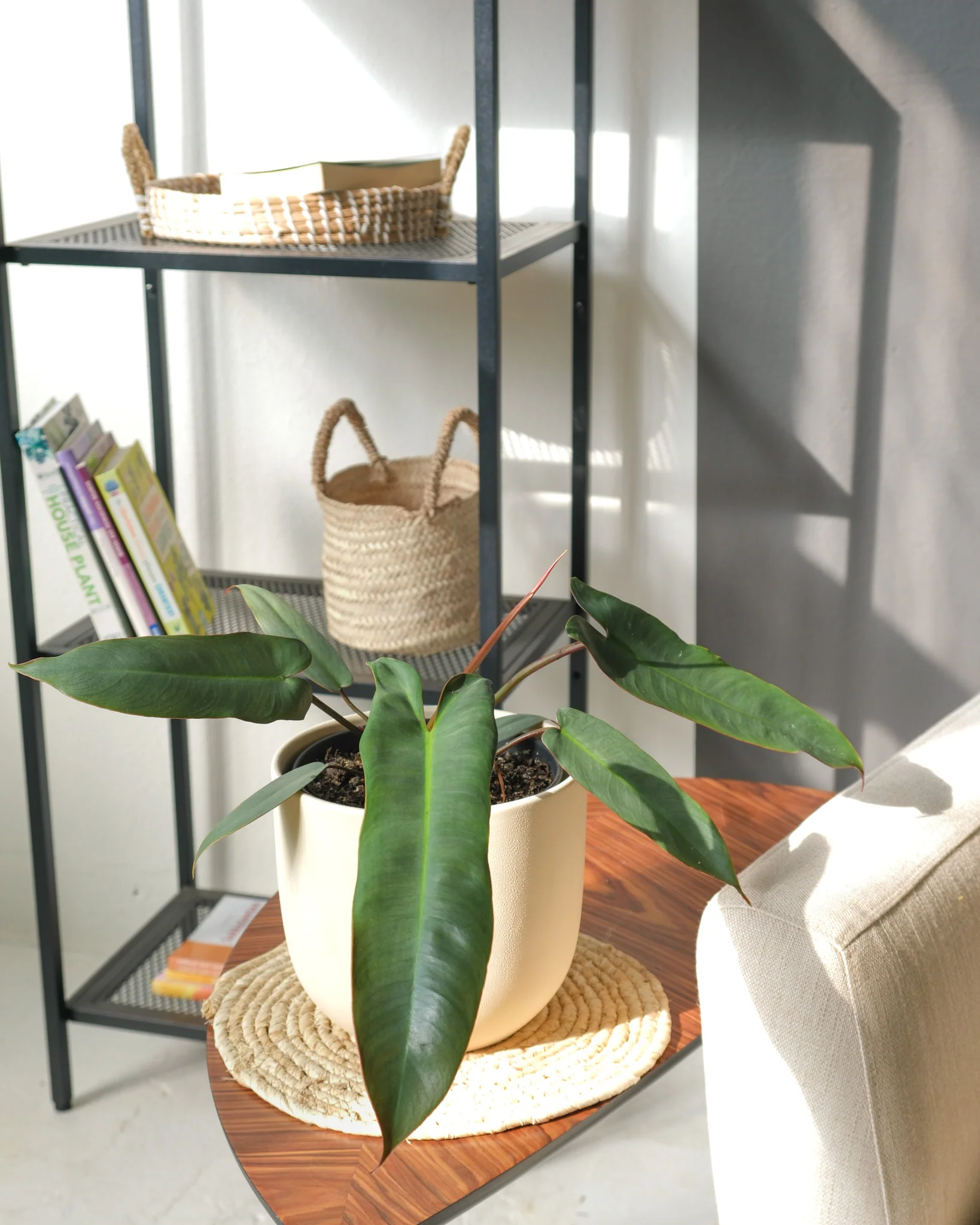 Philodendron atabapoense - Image 4