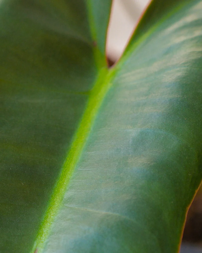 Philodendron atabapoense - Image 5