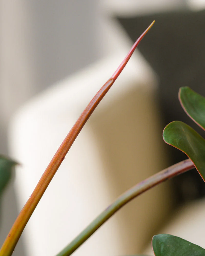 Philodendron atabapoense - Image 6