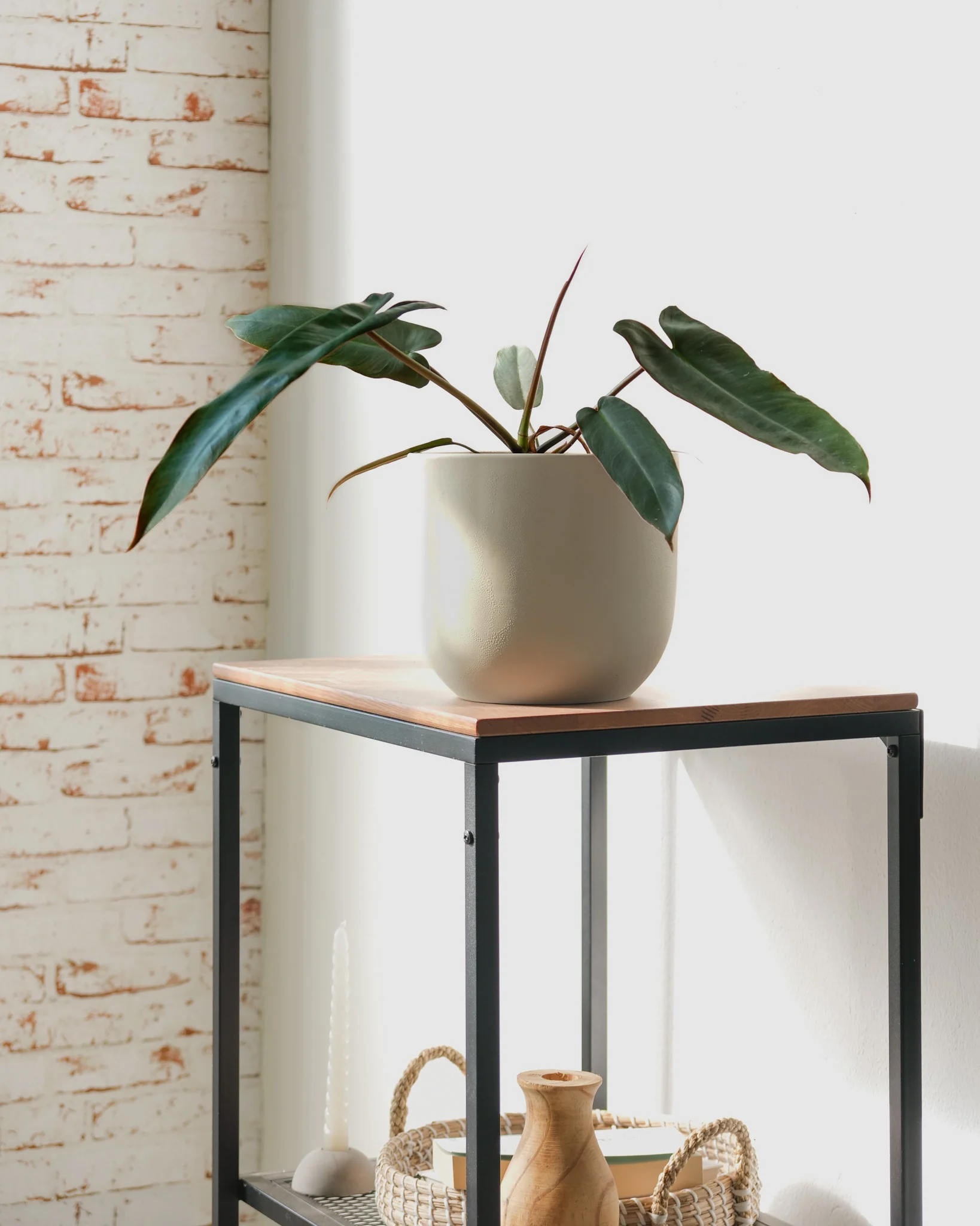 Philodendron atabapoense - Image 7