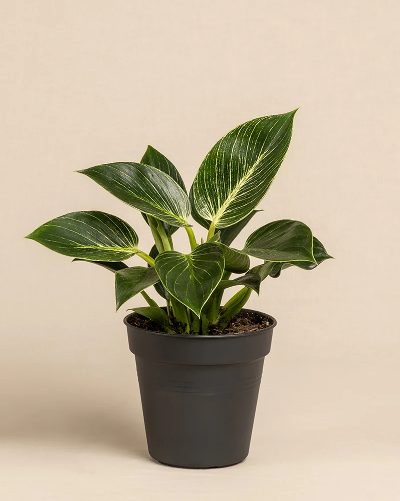 Philodendron Birkin ‘White Measure’ - Image 3