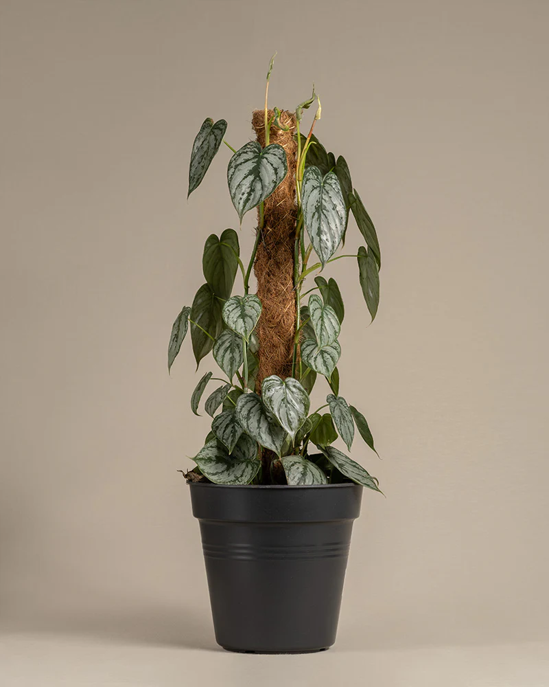 Philodendron brandtianum - Image 3