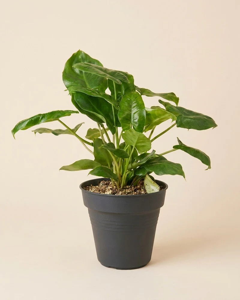Philodendron 'Burle Marx' • feey - Image 3