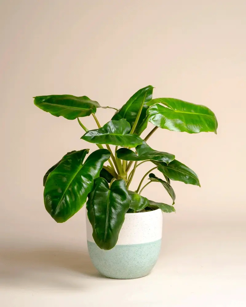 Philodendron 'Burle Marx' • feey - Image 4