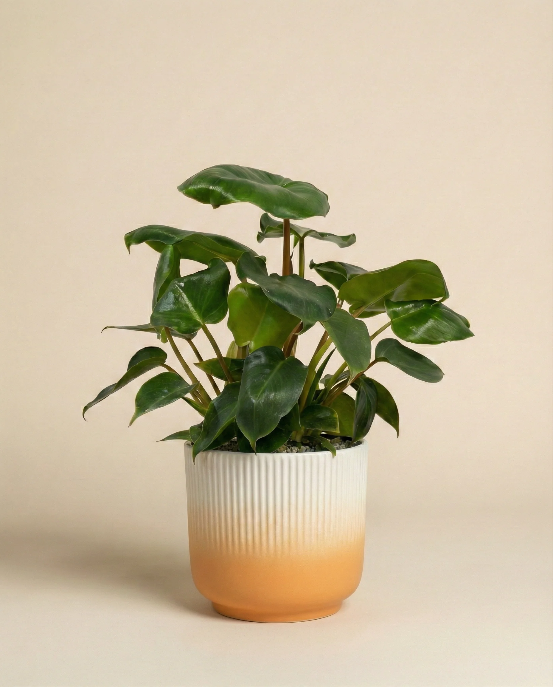 Philodendron 'Burle Marx' • feey - Image 7