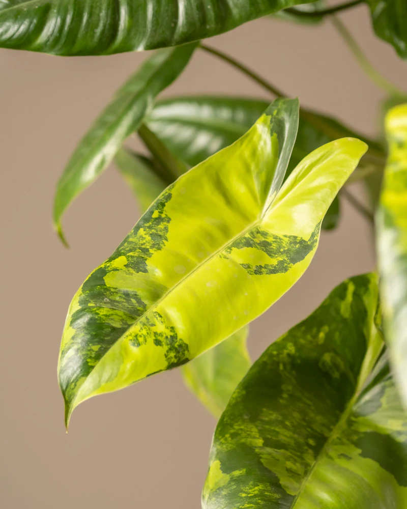 Philodendron burle marx variegata - Image 11