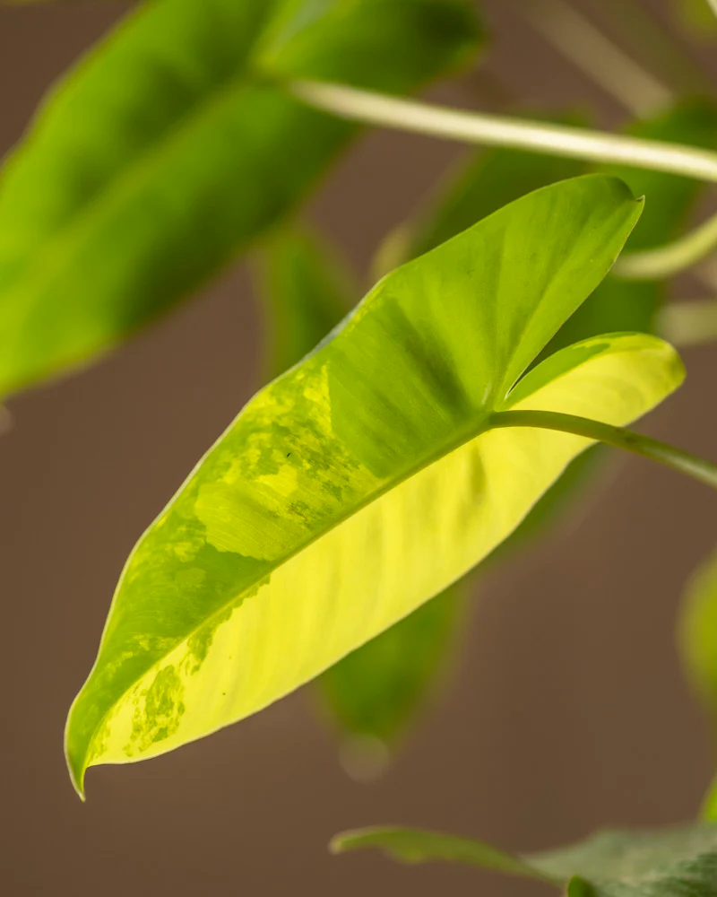 Philodendron burle marx variegata - Image 14