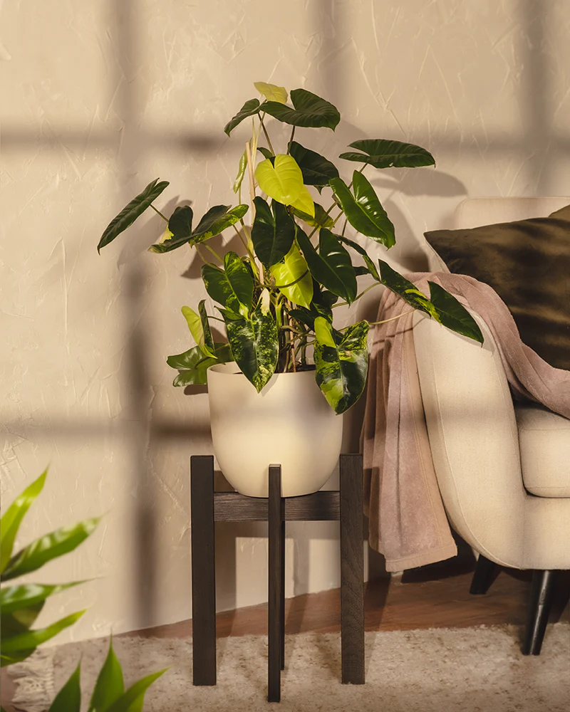 Philodendron burle marx variegata - Image 16