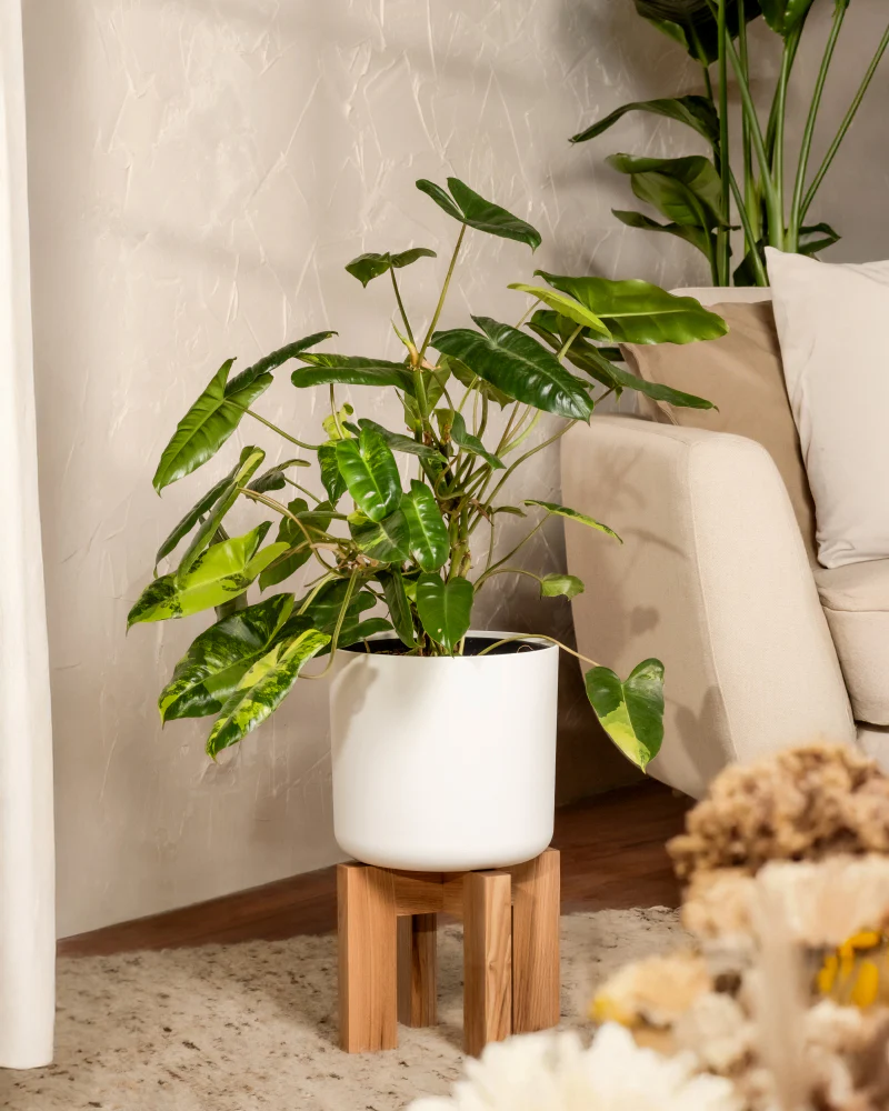 Philodendron burle marx variegata - Image 4